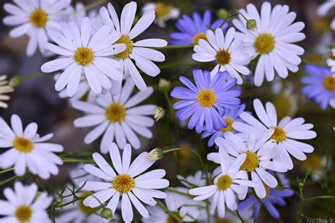 Brachycome iberidifolia - Brachycome iberidifolia, commonly known as 'Swan River Daisy'. It is ...