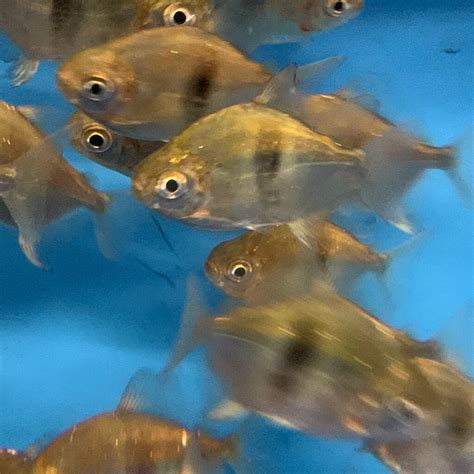 Wide bar silver dollar for sale - Exotic Fish Shop - 774-400-4598