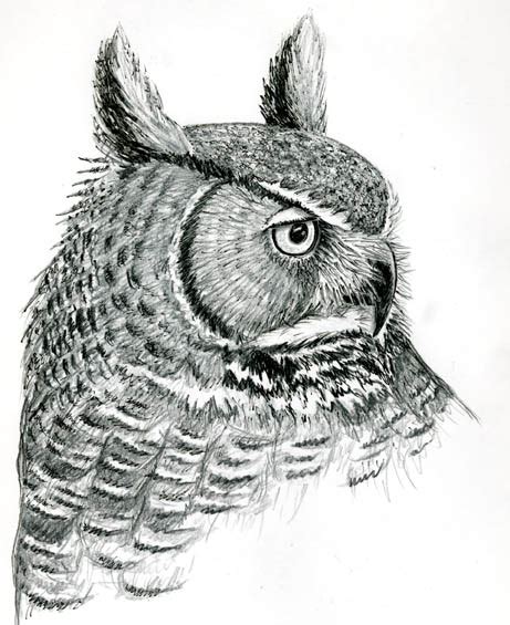 Owl Ear Tufts | Bird Watcher's General Store