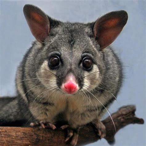 A Brushtail possum - ABC News (Australian Broadcasting Corporation)