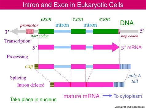 PPT - Intron and Exon in Eukaryotic Cells PowerPoint Presentation, free ...