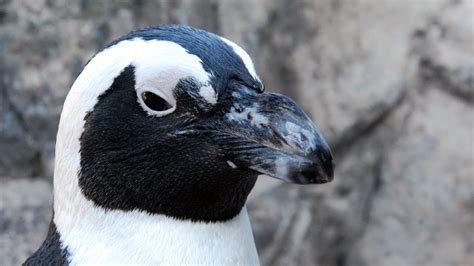 Five Facts About African Penguins You May Not Know! - YouTube