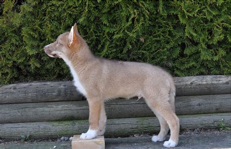 Coydog (Domestic Dog/Coyote Hybrid) Info, Behavior, Sounds, Pictures