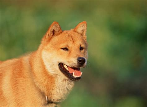 Korean Jindo | Hunde | Informationen zu den Rassen | Omlet