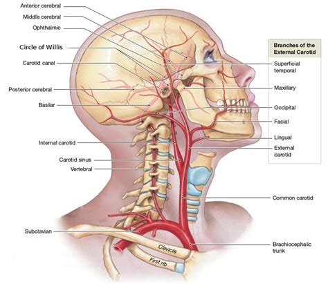 Figure ..: Drawing of the arteries in the head and neck, shown as seen... | Download Scientific ...