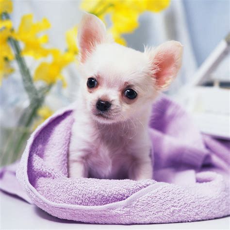 Animals - Cute Chihuahua Puppy - iPad iPhone HD Wallpaper Free