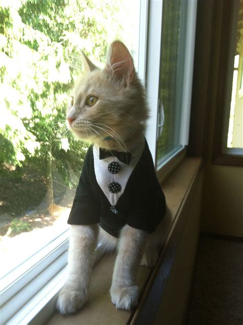 Items similar to Tuxedo Cat outfit- cat clothes on Etsy | Cat clothes ...