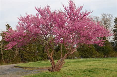 Redbud Tree - A Beautiful Addition to Your Garden