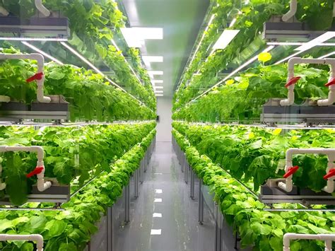 The Advantages & Disadvantages of Vertical Farming