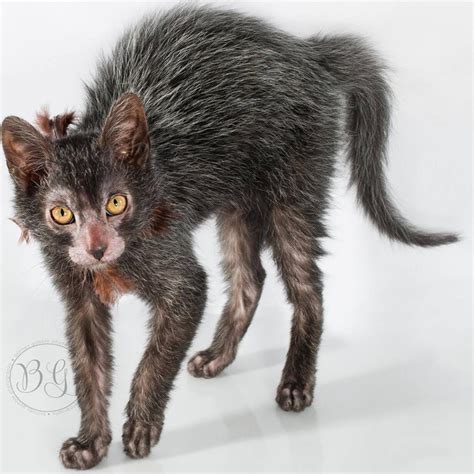 43 best Lykoi images on Pholder | Aww, Interestingasfuck and Pics