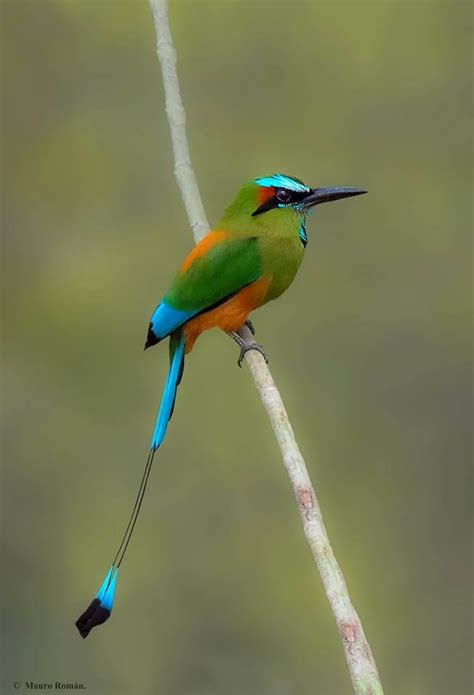 The turquoise-browed motmot (Eumomota superciliosa) is a bird of the ...