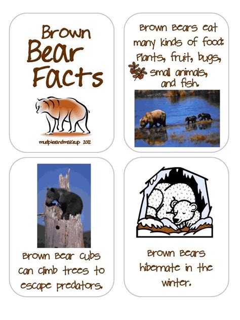 Brown Bear Facts | Brown bear facts, Grizzly bear facts, Brown bear