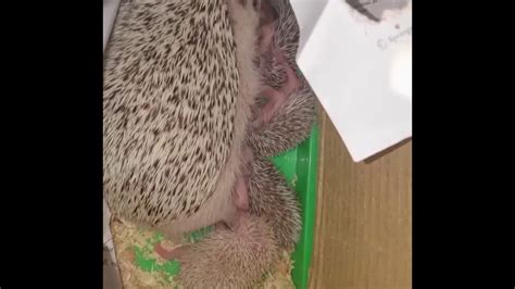 Hedgehog nursing her hoglets - YouTube