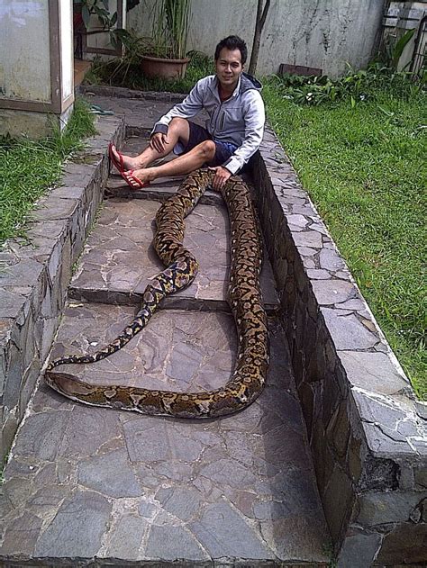 My Sumatran Reticulated Python