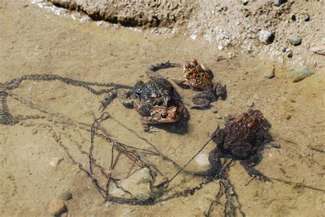 Two Pairs of Mating Frogs in Shallow Water 9551734 Stock Photo at Vecteezy