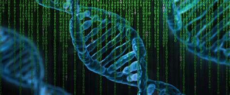 Mitochondrial Eve and Y Chromosome Adam - Articles - BioLogos