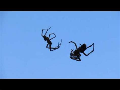 Spiders’ Mating Dance | Keeptheartheart