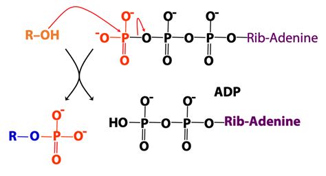 Adenosine-Containing Cofactors – BIOC*2580: Introduction to Biochemistry