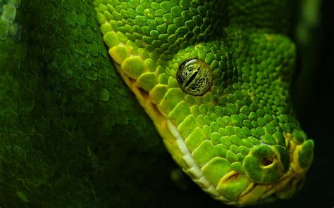 Head Eye From Near Large Green Anaconda Hd Wallpaper #4K #wallpaper #hdwallpaper #desktop ...