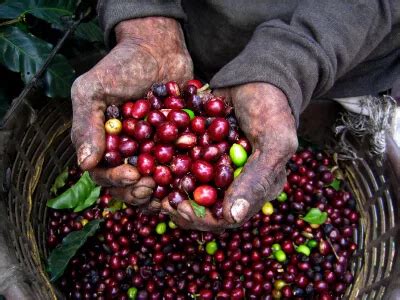 COMO CULTIVAR PLANTAS DE CAFÉ EN MACETAS - Trucos De Jardineria