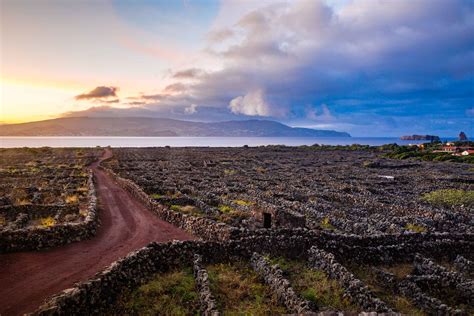 UNESCO vineyard on Pico, Azores