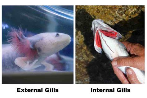 Fish Gill: Types, Structure And Function - Fish Article