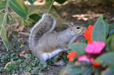 Squirrel sniffling flowers. Cute! | Nature inspiration, Squirrel, Flowers