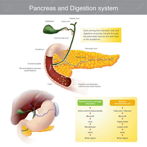 Premium Vector | Pancreas and digestive system. the digestive enzymes travels through the ...