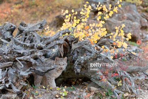 363 Lynx Cub Stock Photos, High-Res Pictures, and Images - Getty Images