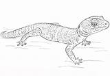 Gecko Coloring Pages For Kids sketch template