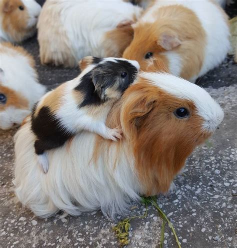 Newborn guinea pigs are precocial, meaning that they are basically mini adults when they are ...