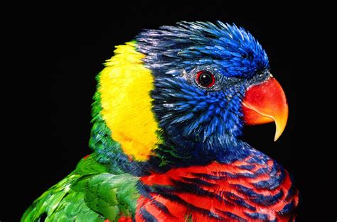 🔥 [50+] Exotic Bird Wallpapers | WallpaperSafari