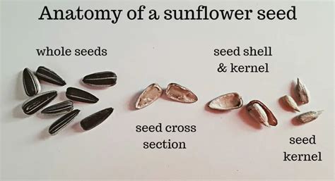 Helianthus Annuus, Common Sunflower - a Complete Guide (With Images)