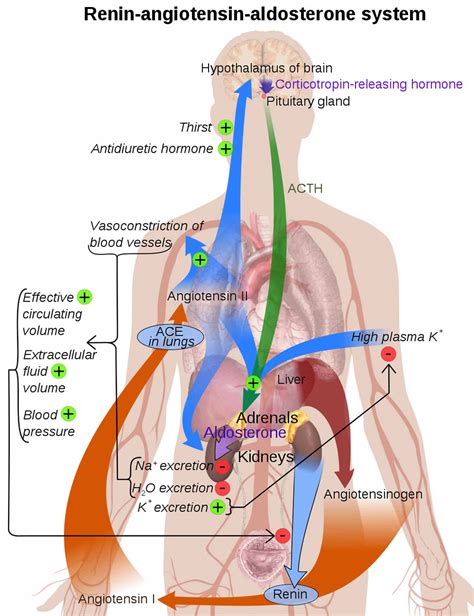 Aldosterone hormone function, production, causes of high or low aldosterone