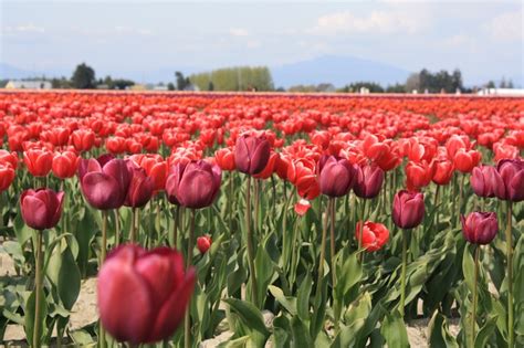 Tulip Festival, Mount Vernon, WA 2009 | Tulip festival, Festival, Tulips