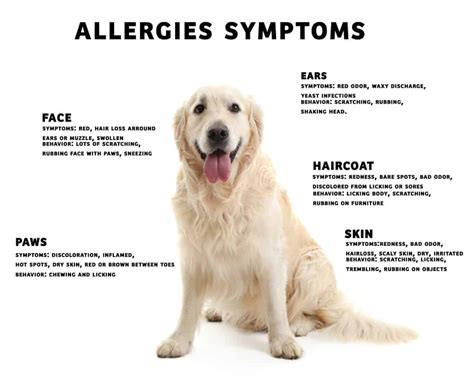 18++ How Do You Know If You Re Allergic To Dogs download - Catalog Information