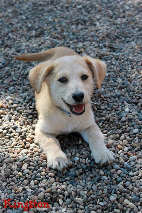 Adopt Kingston on Petfinder | Lab mix puppies, Labrador retriever mix, Yellow labrador retriever