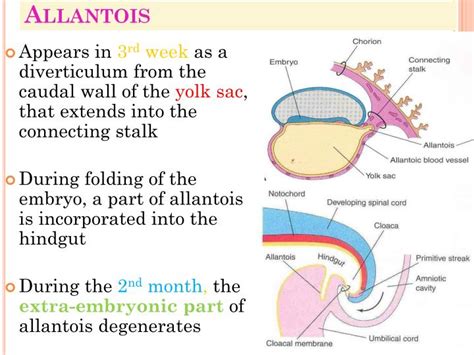 PPT - Fetal Membranes PowerPoint Presentation - ID:2090331