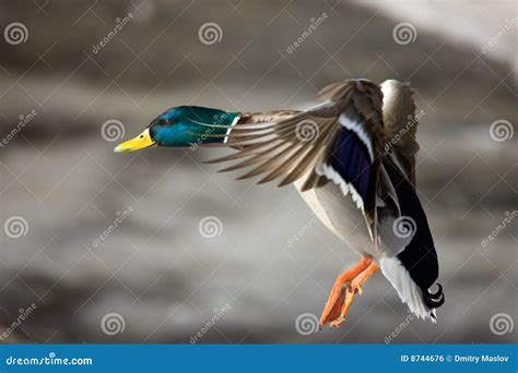 Vol d'un canard sauvage photo stock. Image du clavette - 8744676