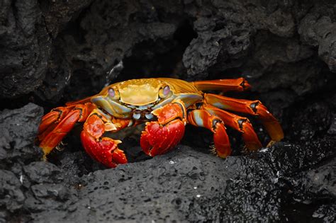 File:Grapsus grapsus Galapagos Islands.jpg - Wikipedia