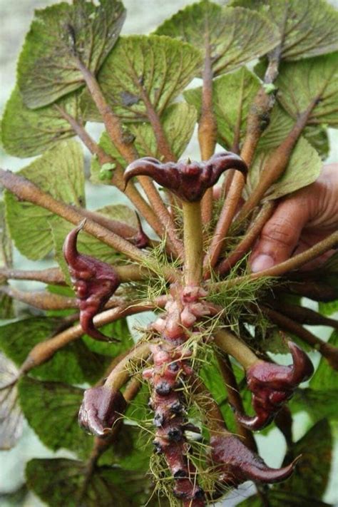 Berita TV Malaysia: STOK POKOK DAH ADA KHAS PADA PENGGEMAR KACANG TANDUK NI