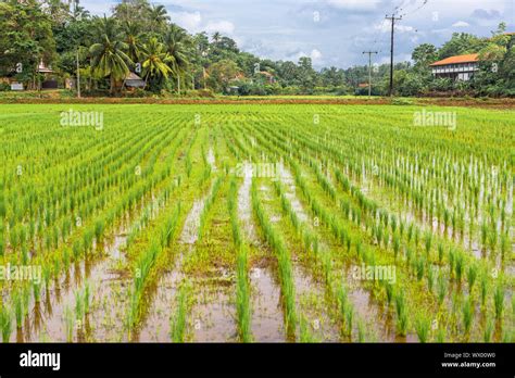 Agriculture and rice cultivation in Mirissa in the south of Sri Lanka Stock Photo - Alamy