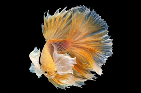 Betta Fish (Siamese Fighting Fish) Pictures - AZ Animals