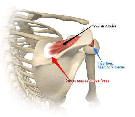 Supraspinatus - Rotator Cuff Muscle | Yoganatomy