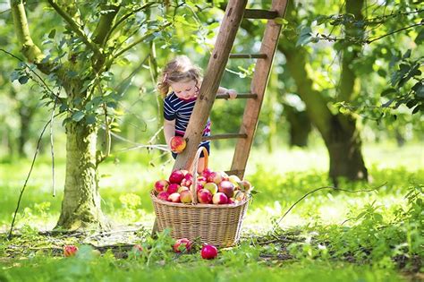 Apple Tree - Planting, Growing, Pruning and Harvesting