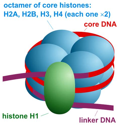 NC DNA Day » Science Word Wednesday: Nucleosome