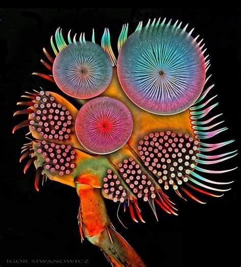 Amazing Details of Little Creatures Captured with Microscope by Igor Siwanowicz > FREEYORK