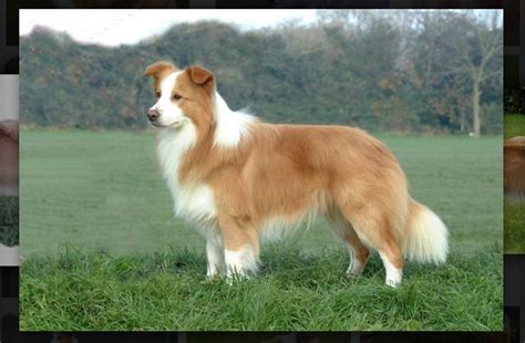 45+ Gold And White Border Collie Puppies Photo - Bleumoonproductions