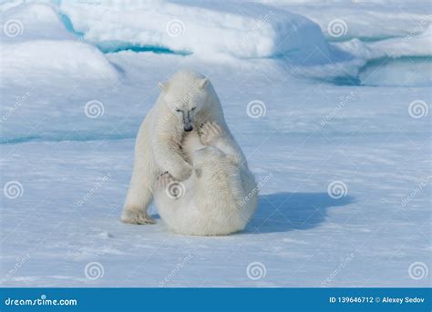 Two Young Wild Polar Bear Cubs Playing on Pack Ice in Arctic Sea, North of Svalbard Stock Photo ...