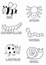 Mini Beasts Colouring Sheet By Miss Chynoweth  TPT sketch template